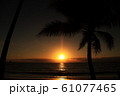 パームコーブ_夕焼け＠アラマンダパームコーブ 61077465