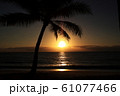 パームコーブ_夕焼け＠アラマンダパームコーブ 61077466