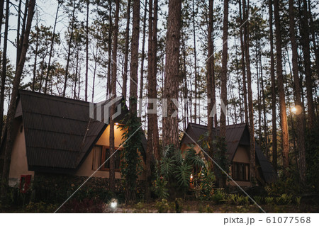 Vacation house in pine forest 61077568