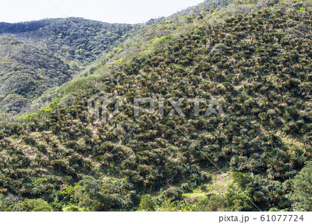 奄美大島　安木矢場ソテツ山　奄美の観光スポット　救荒植物 61077724