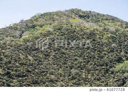 奄美大島　安木矢場ソテツ山　奄美の観光スポット　救荒植物 61077728