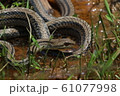 田んぼのシマヘビ 61077998