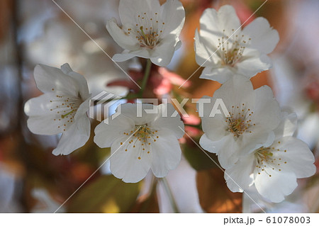 自然　植物　ヤマザクラ、赤紫の若葉に淡い色の花のコントラストが美しい 61078003