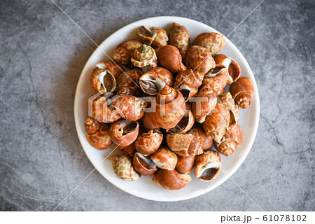 Babylonia areolata shellfish seafood on white 61078102