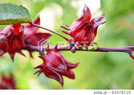 Roselle fruits plant on tree in the garden with Roselle fruits plant on tree in the garden with 61078110