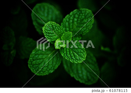 peppermint leaf in the garden dark background - peppermint leaf in the garden dark background - 61078115