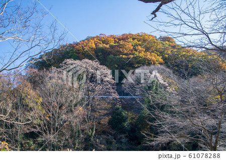 間瀬湖 湖畔 晩秋景色 本庄市児玉 間瀬湖 湖畔 晩秋景色 本庄市児玉 61078288