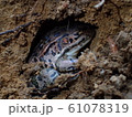 ダルマガエル越冬 61078319