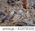 首をもたげるヒバカリ 61078320