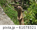 立ち上がるチョウセンイタチ 61078321