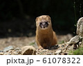 正面顔のチョウセンイタチ 61078322