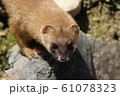 チョウセンイタチ顔 61078323