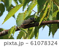 枝上のスジアカクマゼミ 61078324