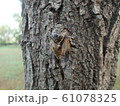 樹幹のスジアカクマゼミ 61078325