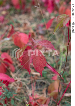 Wild grapes with red leaves. Autumn bg 61078471
