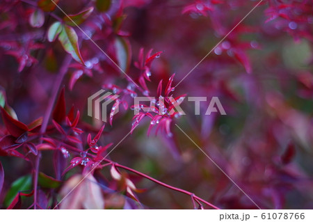 エバーランド 花 冬 61078766