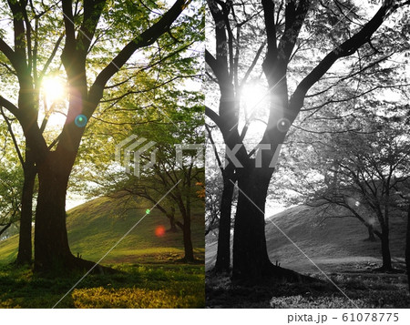 木 モノクロ 光おろし 61078775