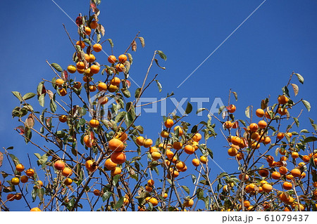 柿　カキ 61079437