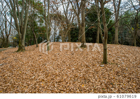 12月正午過ぎ栃木県宇都宮市清原南公園の落葉の風景 12月正午過ぎ栃木県宇都宮市清原南公園の落葉の風景 61079619