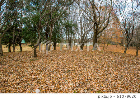 12月正午過ぎ栃木県宇都宮市清原南公園の落葉の風景 12月正午過ぎ栃木県宇都宮市清原南公園の落葉の風景 61079620