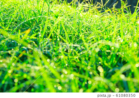 水滴の付いた草 水滴の付いた草 61080350
