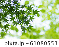 新緑のモミジ 61080553
