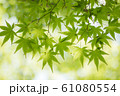 新緑のモミジ 61080554