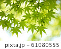 新緑のモミジ 61080555