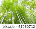 爽やかな竹林 61080712