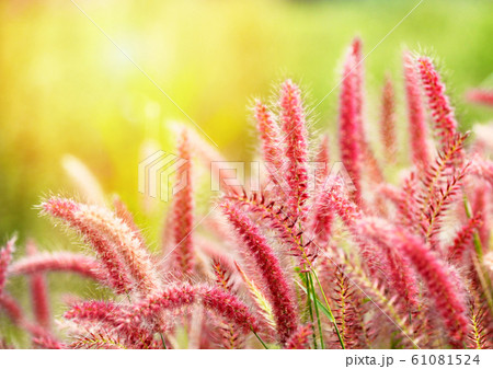 Mission grass flower or Pennisetum pedicellatum Mission grass flower or Pennisetum pedicellatum 61081524