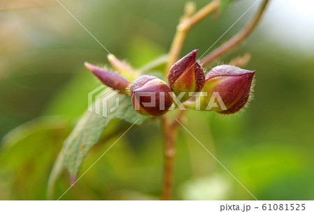 Merrernia umbellata Haller plant ivy intertwined / Merrernia umbellata Haller plant ivy intertwined / 61081525