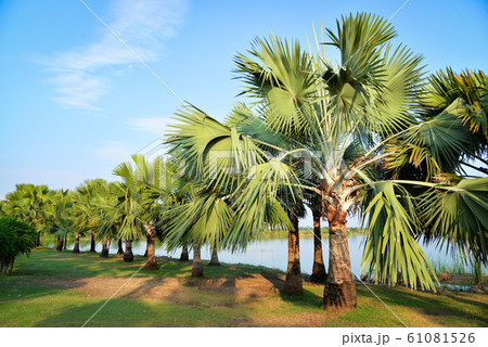 Tree palm garden in row on the riverside Tree palm garden in row on the riverside 61081526