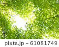 新緑のモミジ 61081749