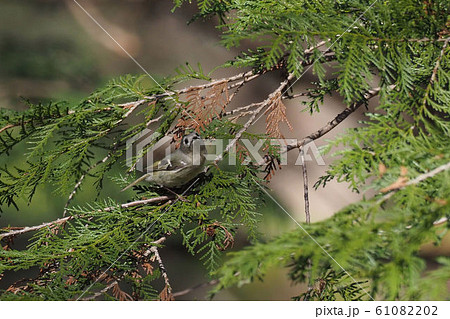 キクイタダキ 61082202