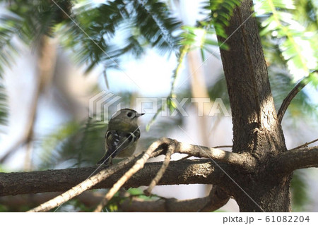 キクイタダキ 61082204