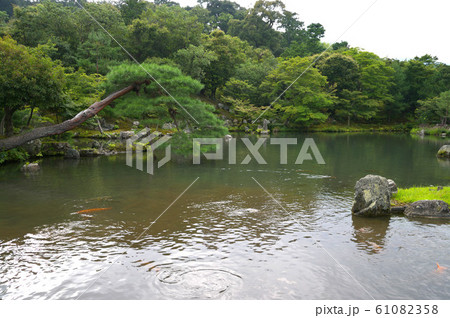 天龍寺 夏の曹源池 天龍寺 夏の曹源池 61082358