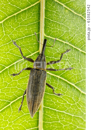 Weevil on green leaf Weevil on green leaf 61082542