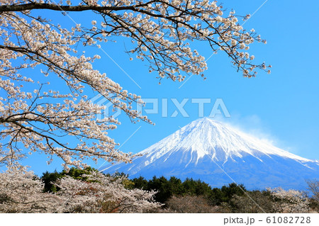 富士山　桜　春　大石寺 61082728