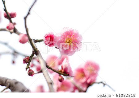 梅 梅 61082819