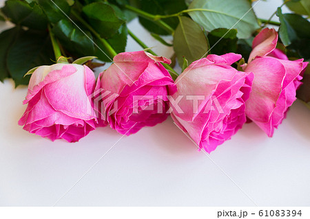 beautiful pink rose beautiful pink rose 61083394