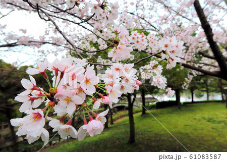 満開の桜 満開の桜の花 桜 サクラ さくら 桜の花 サクラの花 満開の桜 満開の桜の花 桜 サクラ さくら 桜の花 サクラの花 61083587