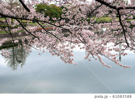 満開の桜 満開の桜の花 桜 サクラ さくら 桜の花 サクラの花 満開の桜 満開の桜の花 桜 サクラ さくら 桜の花 サクラの花 61083588