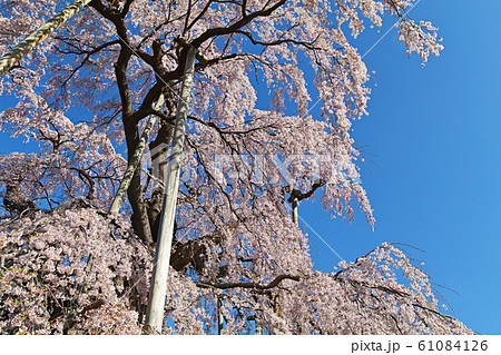福島県/ 三春滝桜(三春瀧桜・三春の滝桜) 福島県/ 三春滝桜(三春瀧桜・三春の滝桜) 61084126