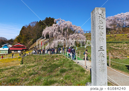 福島県/ 三春滝桜（三春瀧桜・三春の滝桜） 61084240