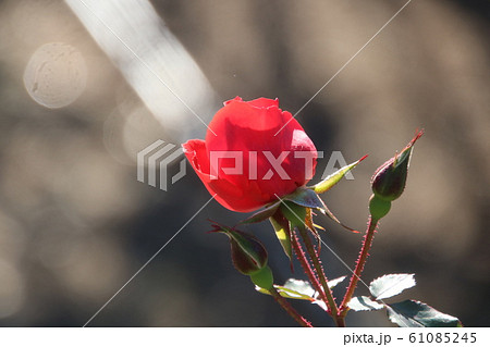 光を放つような赤いバラ 品種 サラバンドの写真素材