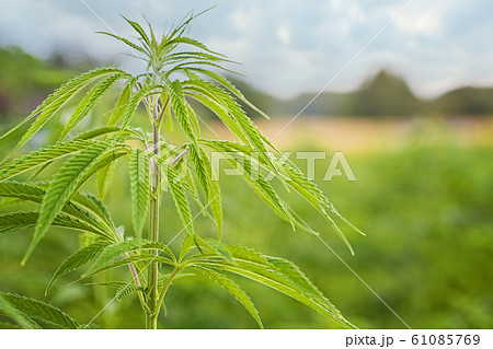 Marijuana Field in country. Marijuana leaves Marijuana Field in country. Marijuana leaves 61085769