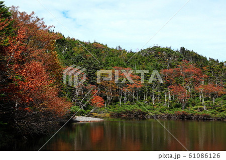紅葉の北八ヶ岳　七ツ池　 61086126