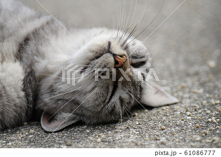 くつろぐ猫 くつろぐ猫 61086777