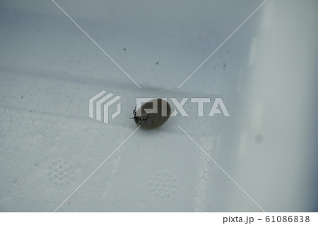 ダニ・マダニ・肥満・満腹・お腹いっぱい 61086838