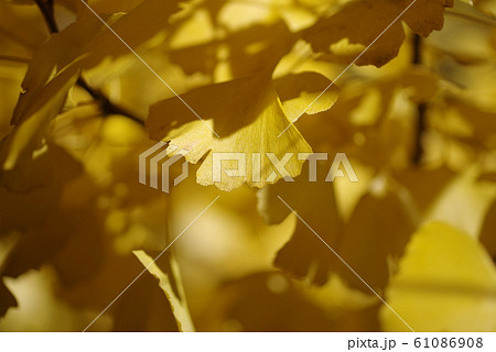 イチョウ 61086908